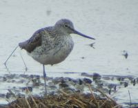 Greenshank